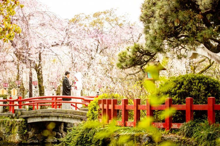 三嶋大社の桜