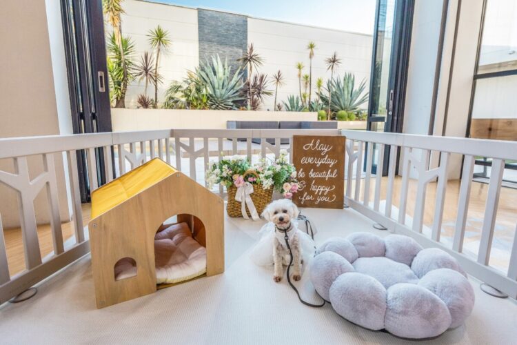 三島・沼津・富士で叶えるPlusワン！ペットウェディング｜１組貸切ゲストハウスで愛犬と過ごすウェディングプラン