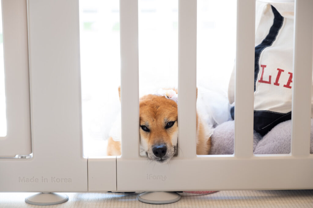 ラグシエナのペットウェディングで、愛犬がゲート越しに新郎新婦を待つ様子を写した写真。待合スペースで家族の一日を見守る温かなシーン。