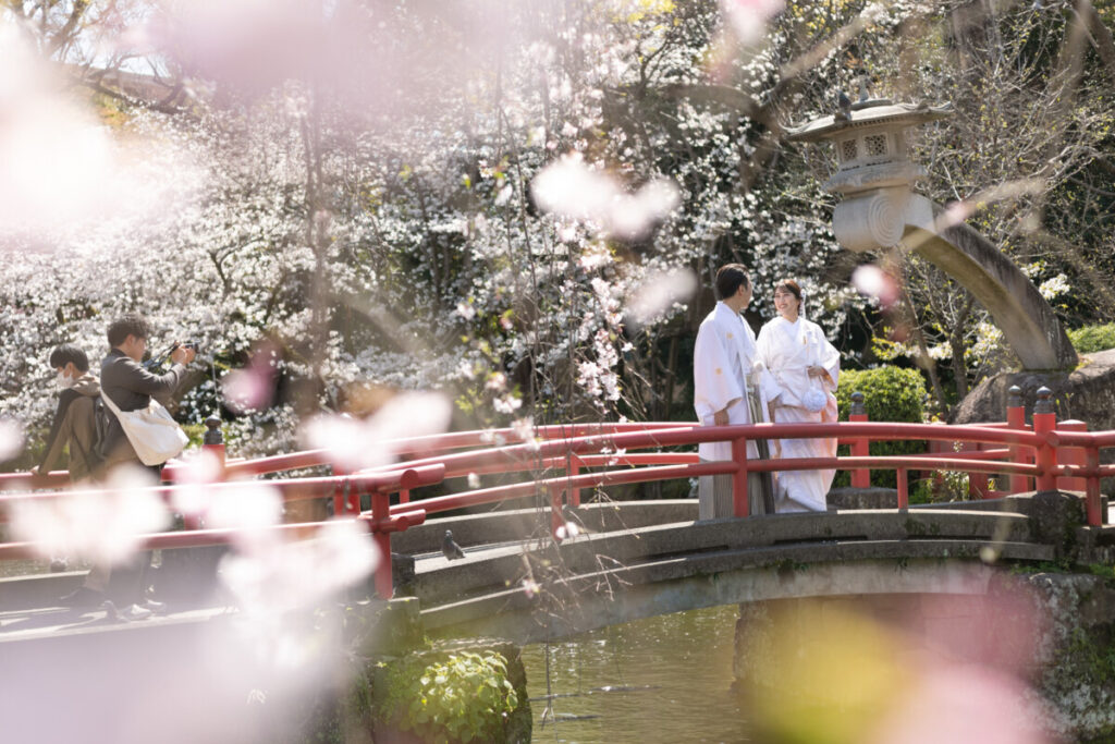三嶋大社 結婚式の桜ロケーションフォト。赤い橋で向き合う白無垢と袴姿の新郎新婦が美しく、披露宴へ続く特別な一日の一コマ。